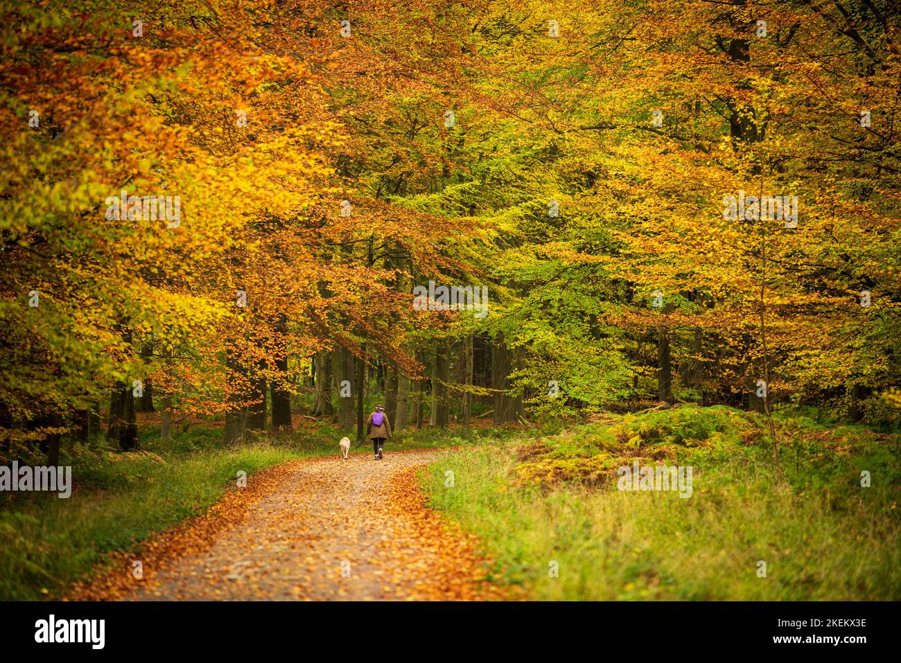 Un cane camminatore in un bosco deciduo durante l'autunno. Legno del re, Kent Foto Stock