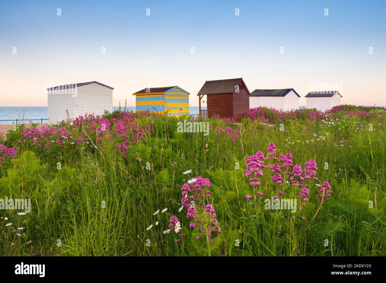 Fiori selvatici sulla spiaggia di ciottoli dietro le tradizionali capanne a Kingsdown, Kent Foto Stock