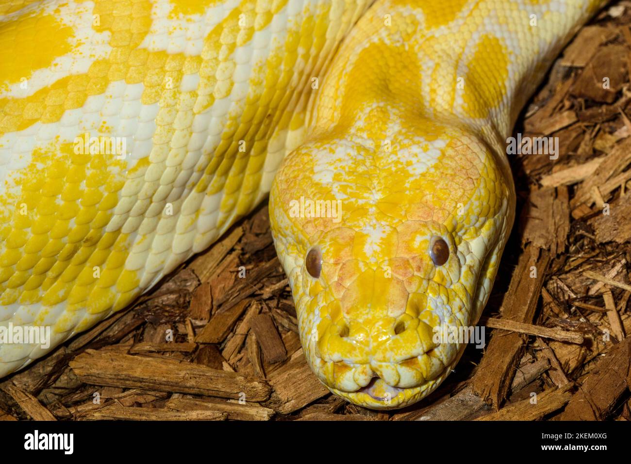 Python birmano (Python bivittatus). Albino Captive. Nativo del Sud e Sud-Est Asiatico, Rettilia Rettile Zoo, Vaughan, Ontario, Canada Foto Stock