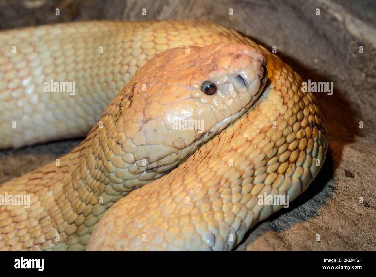 Cobra leucistic monocled (Naja kaouthia) Captive. Nativo di, Reptilia rettile zoo, Vaughan, Ontario, Canada Foto Stock