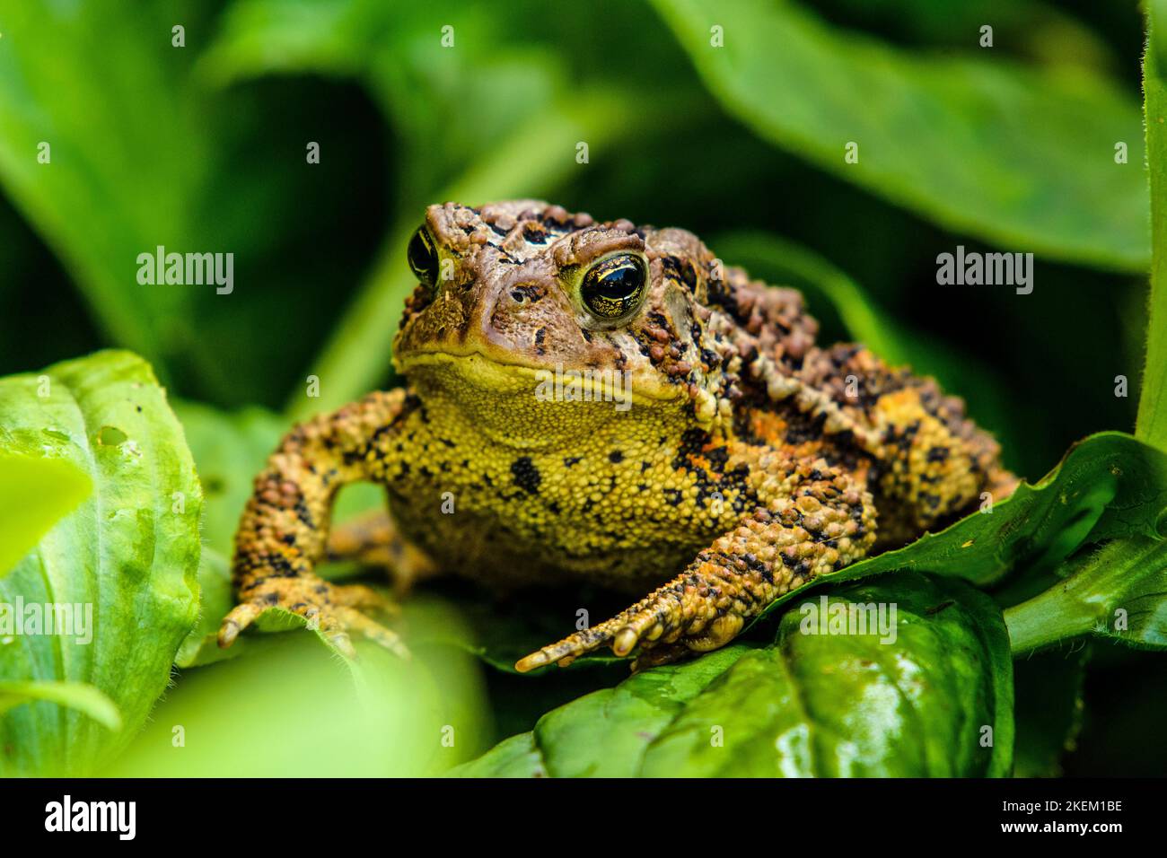 Toad americano - Bufo americanus. Grandi esemplari abitano un giardino all'aperto, Greater Sudbury, Ontario, Canada Foto Stock