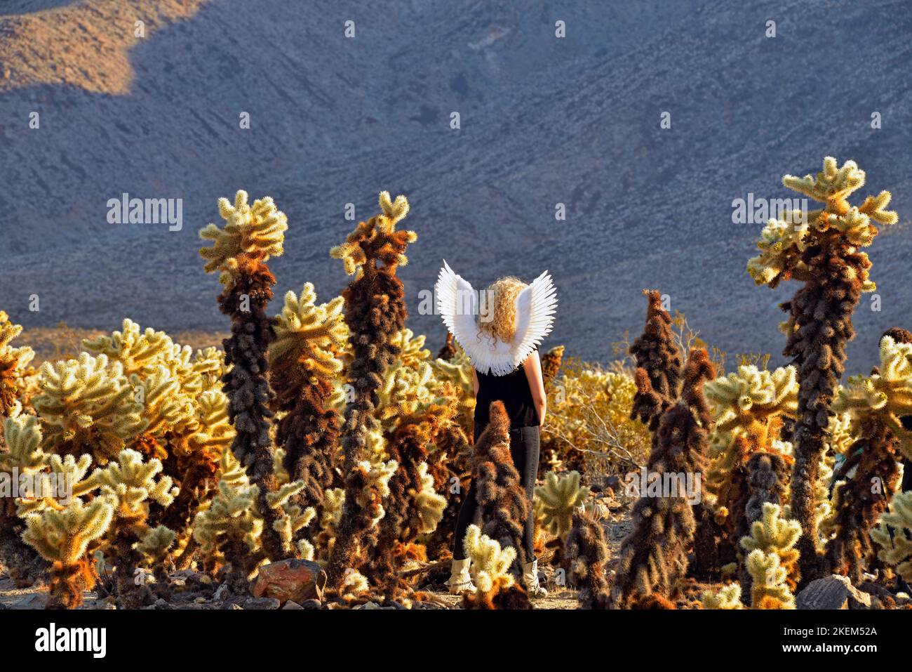 Cholla Garden con donna che indossa ali d'angelo, Joshua Tree National Park, California, USA Foto Stock