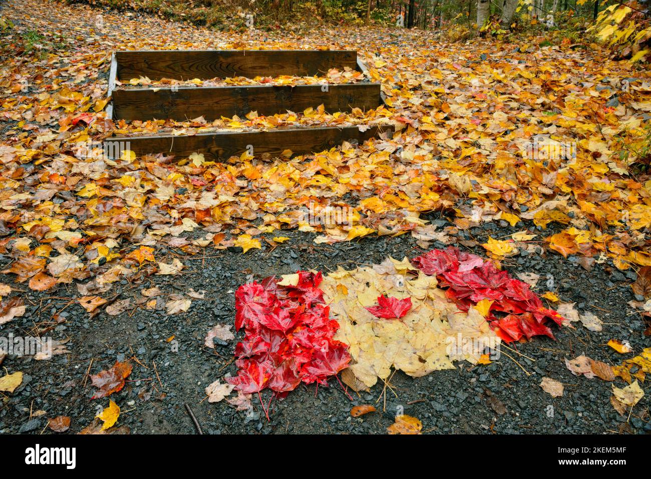 Le foglie autunnali si sono formate in una bandiera canadese sul Trans Canada Trail presso la Lake Laurentian Conservation Area, Greater Sudbury, Ontario, Canada Foto Stock