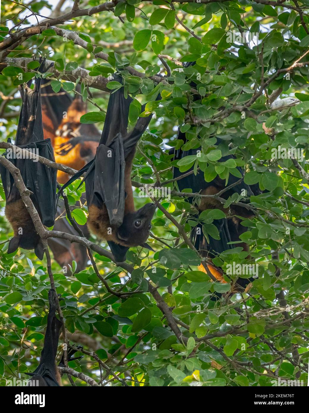 Un Bat appeso ad un albero per riposare Foto Stock