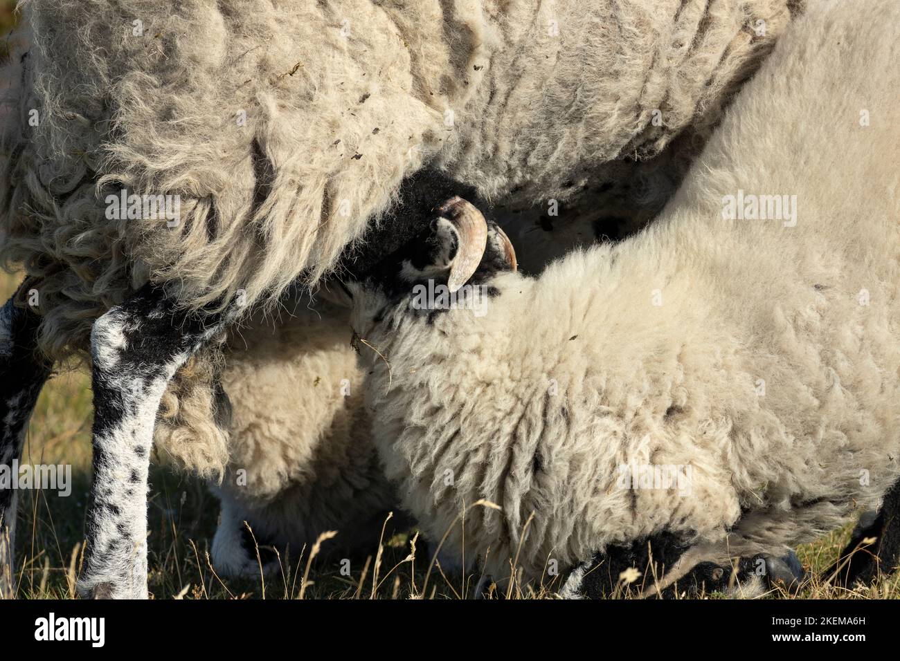 Gli agnelli di pecora di Swaledale ben sviluppati succhiano dalla loro madre. Queste pecore dure sono ideali per gli aspre habitat delle Pennine e delle orde dello Yorkshire Foto Stock