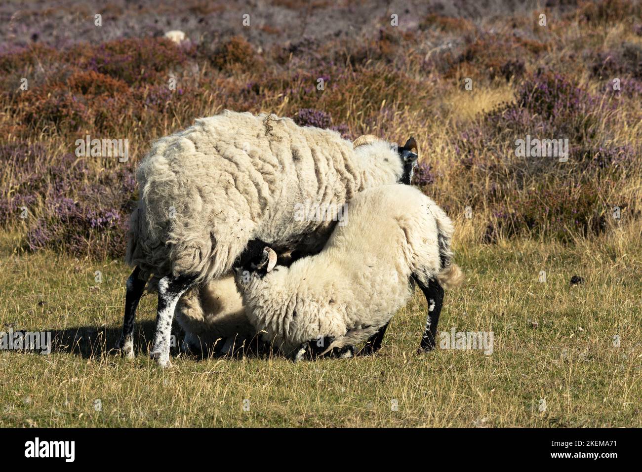 Gli agnelli di pecora di Swaledale ben sviluppati succhiano dalla loro madre. Queste pecore dure sono ideali per gli aspre habitat delle Pennine e delle orde dello Yorkshire Foto Stock