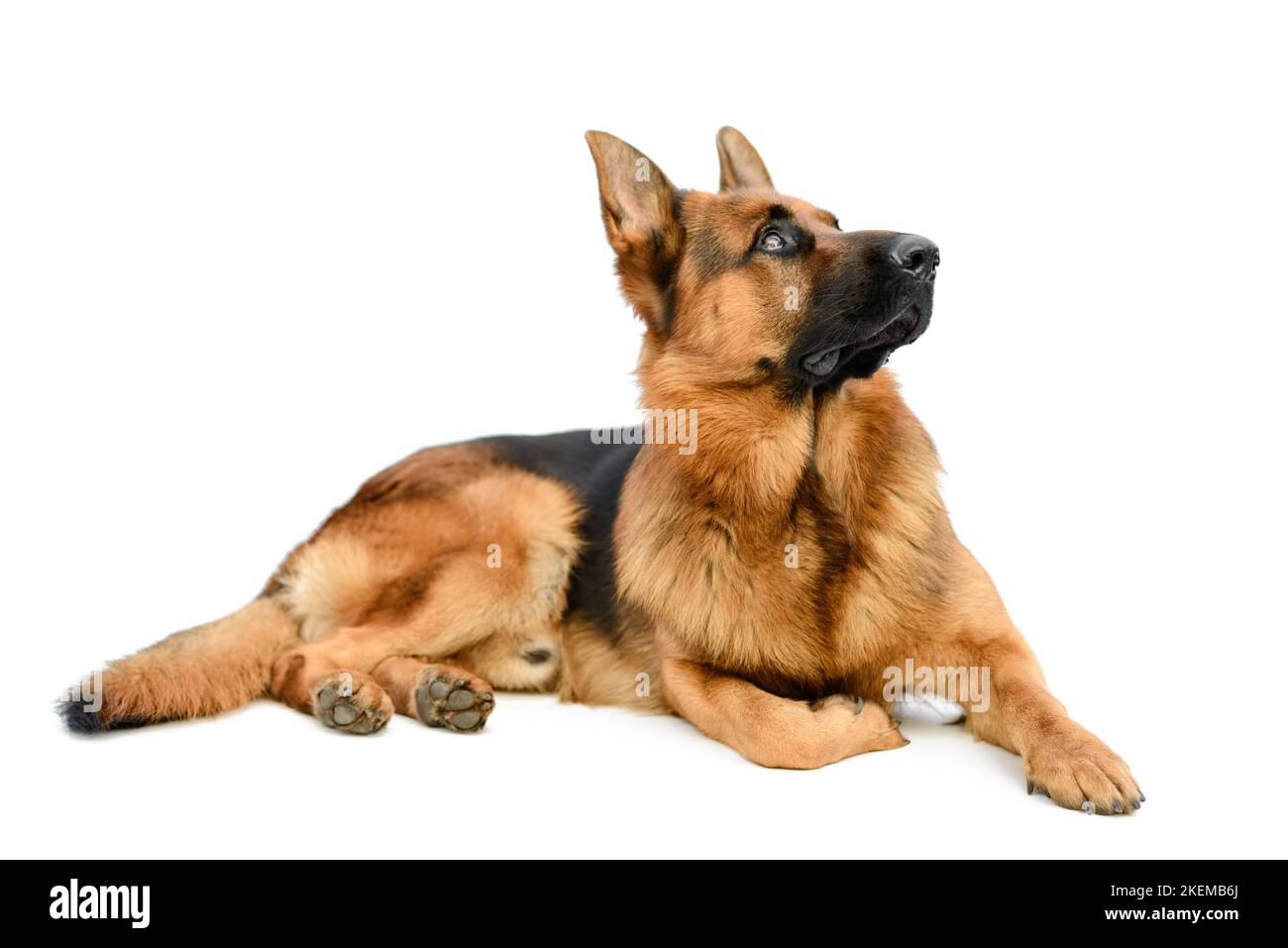 Simpatico pastore tedesco che posa su sfondo bianco e guardando in alto. Servizio o lavoro cane maschio isolato su sfondo bianco Foto Stock