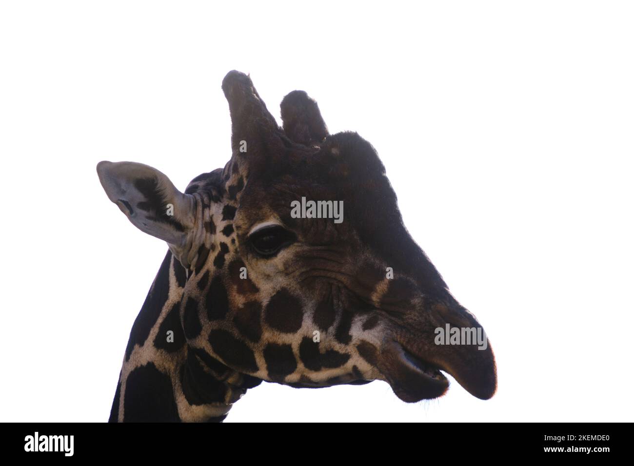 Giraffa muso primo piano su sfondo bianco isolato Foto Stock