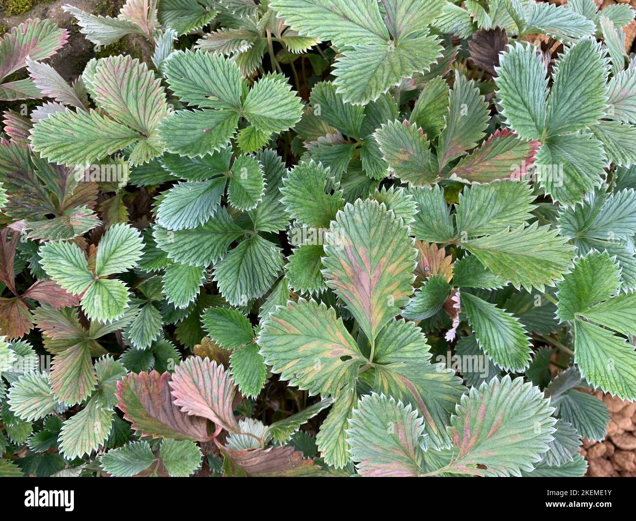 Primo piano delle foglie verdi della pianta erbacea perenne da giardino Potentilla atrosanguinea var. Argyrophylla Scarlet stellato. Foto Stock