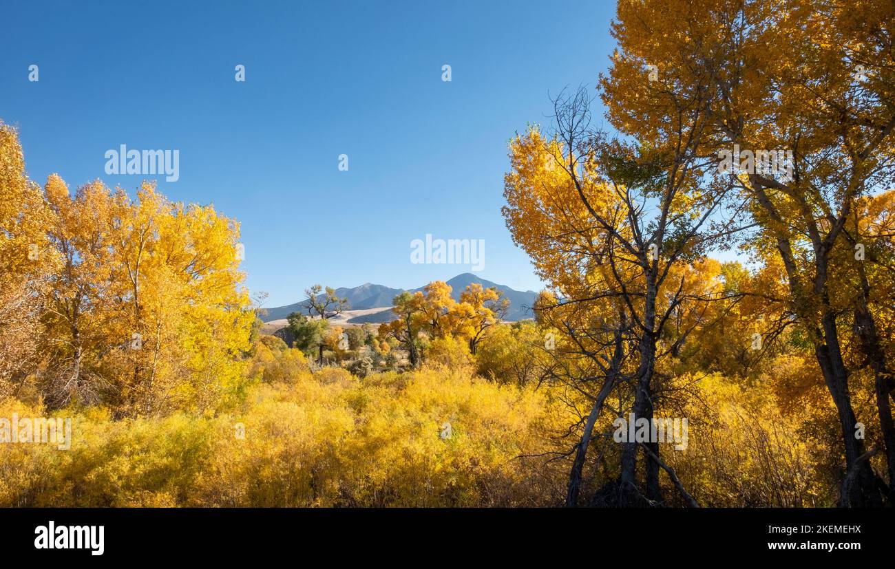 Foglie d'autunno gialle lungo il fiume Yellowstone a Livington, Montana, USA; alberi e montagne di ottobre Foto Stock