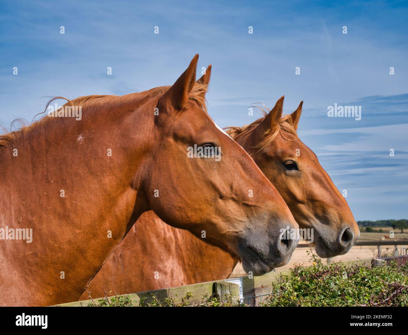 Primo piano di due cavalli pesanti Suffolk Punch. In una giornata di sole in estate con un cielo blu. Foto Stock