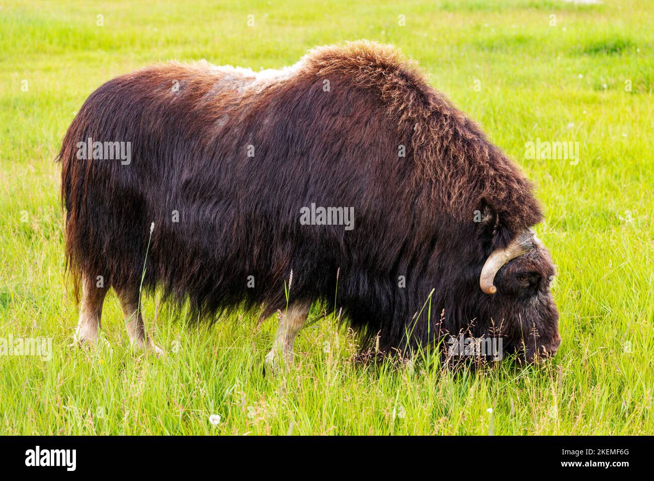 Musk Ox in pascolo; The Musk Ox Farm; Palmer; Alaska; USA Foto Stock