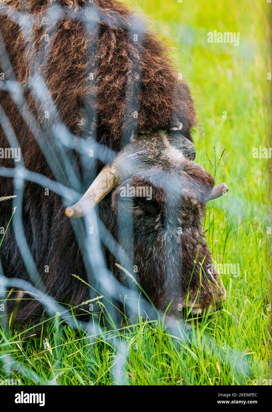 Musk Ox in pascolo; The Musk Ox Farm; Palmer; Alaska; USA Foto Stock