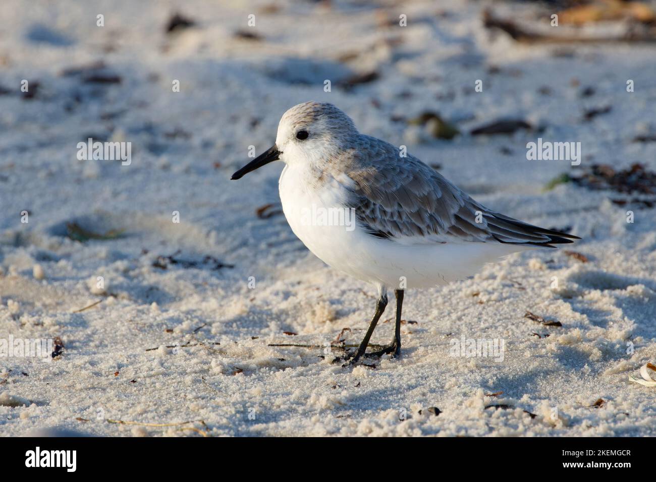 Sanderling si affaccia sulla spiaggia alla ricerca di piccoli pezzetti di cibo. Foto Stock