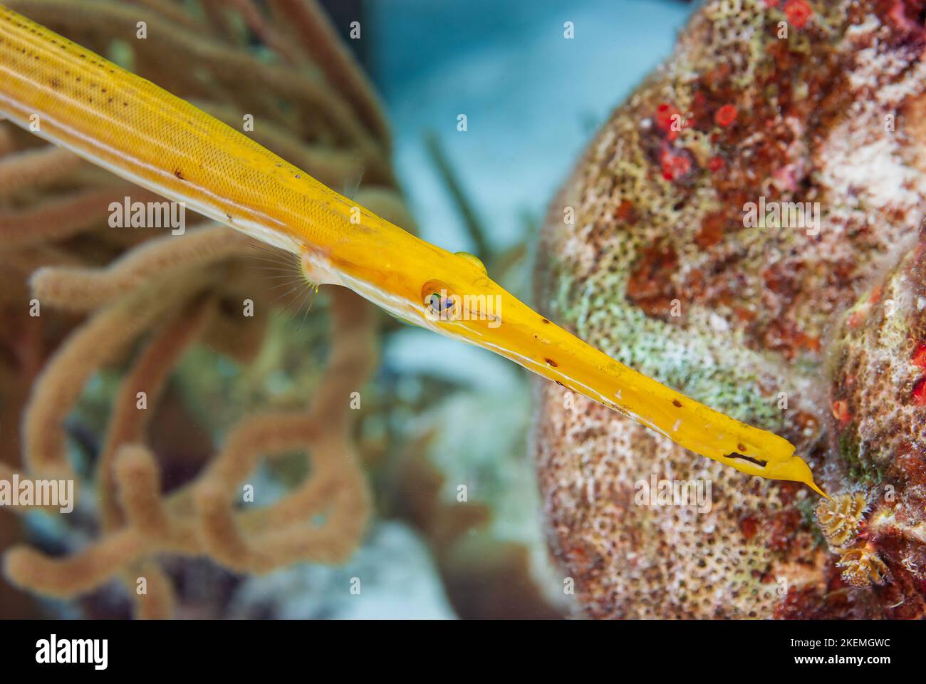 Trombettista gialla su una barriera corallina tropicale nel Bonaire Marine Park Foto Stock