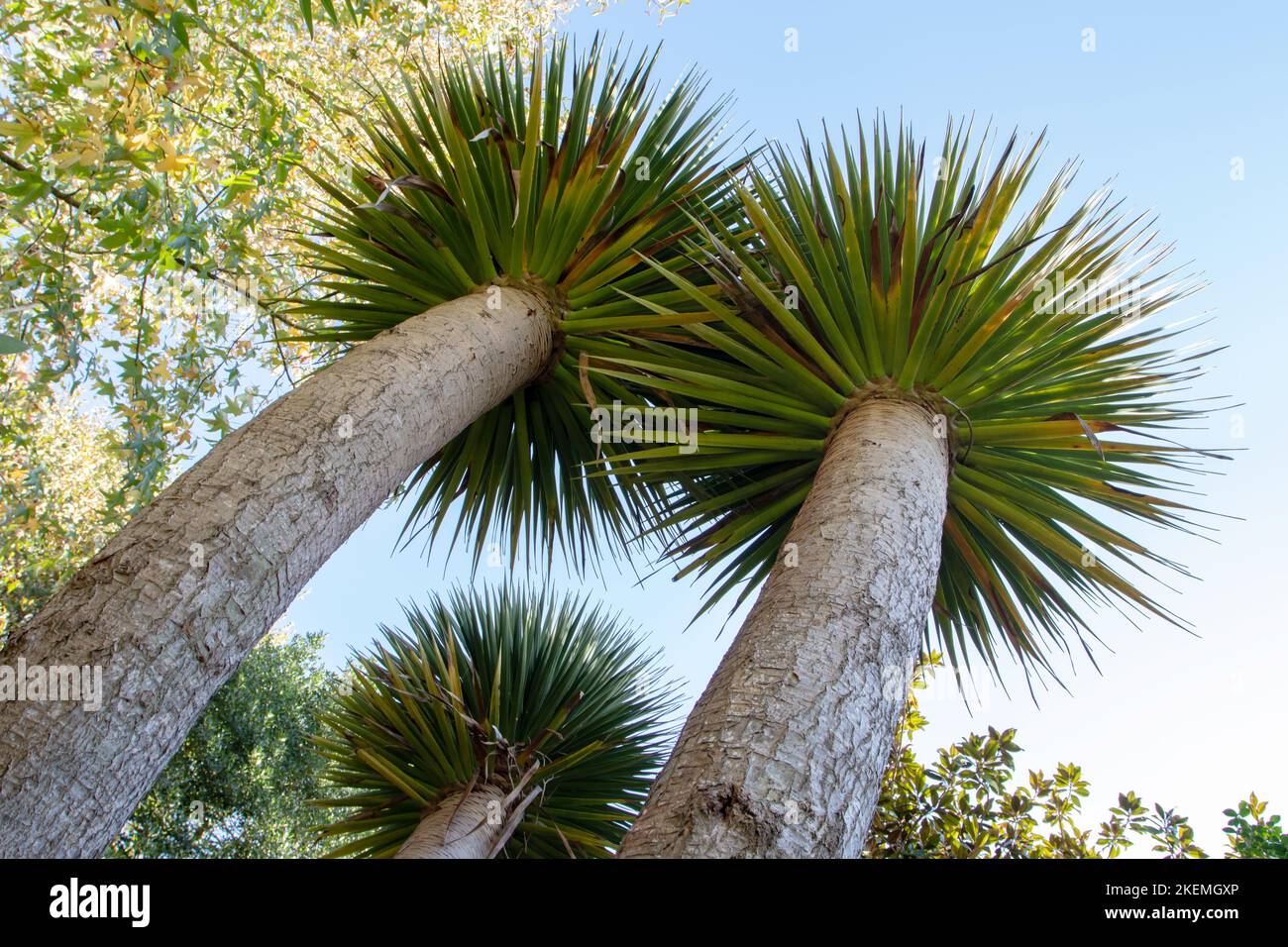 Dracaena draco, l'albero del drago delle Canarie o drago pianta giovane pianta con steli singoli. Foto Stock