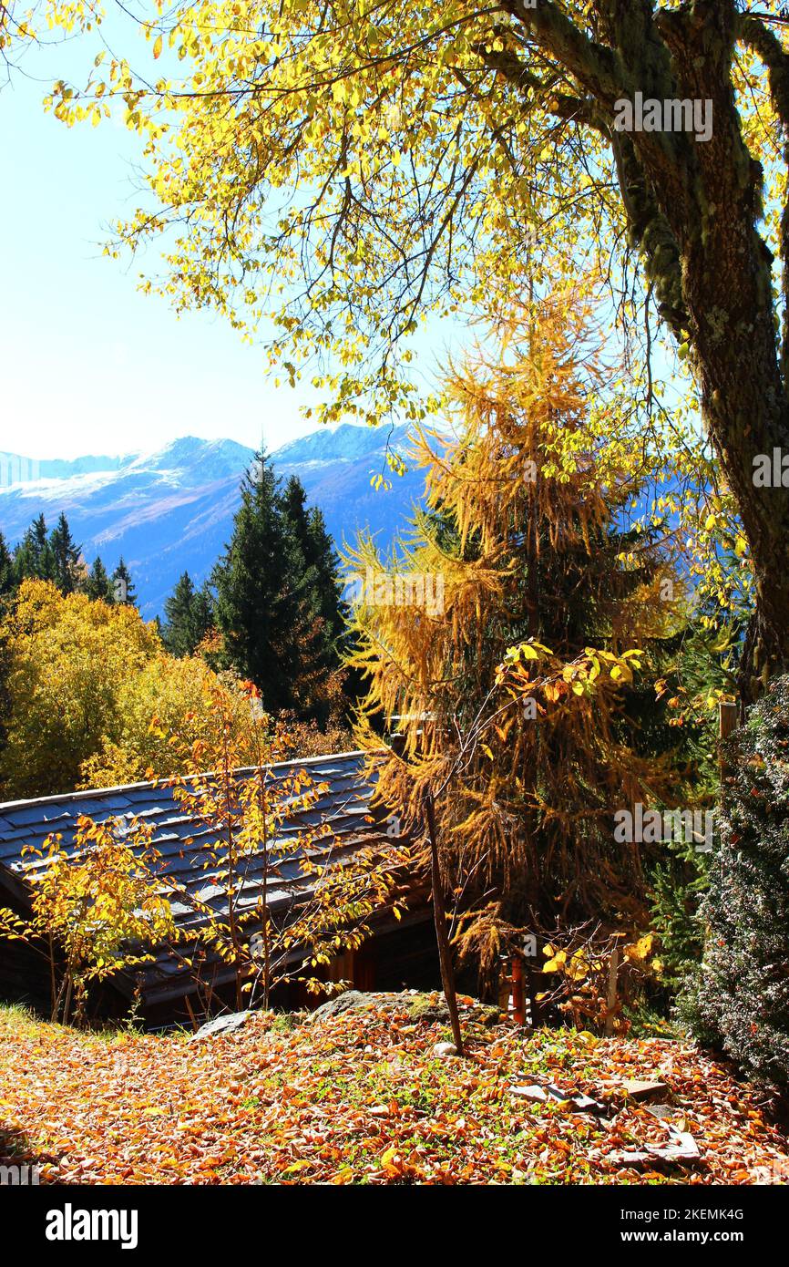Belvedere alpino Verbier in autunno con tretella a foglia gialla in primo piano. Vista sulle alpi svizzere in autunno con capanna Foto Stock