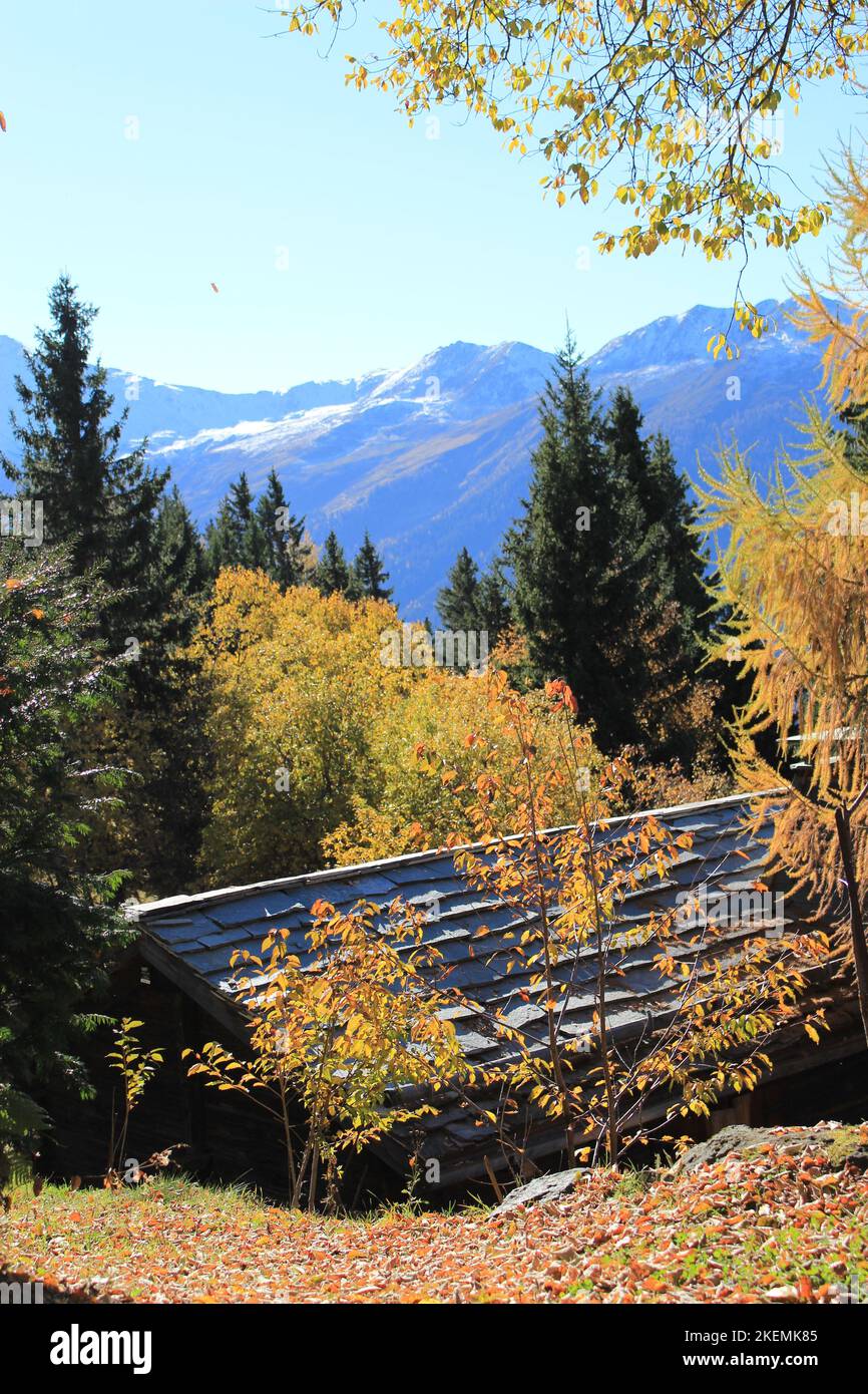 Belvedere alpino Verbier in autunno con tretella a foglia gialla in primo piano. Vista sulle alpi svizzere in autunno con capanna Foto Stock