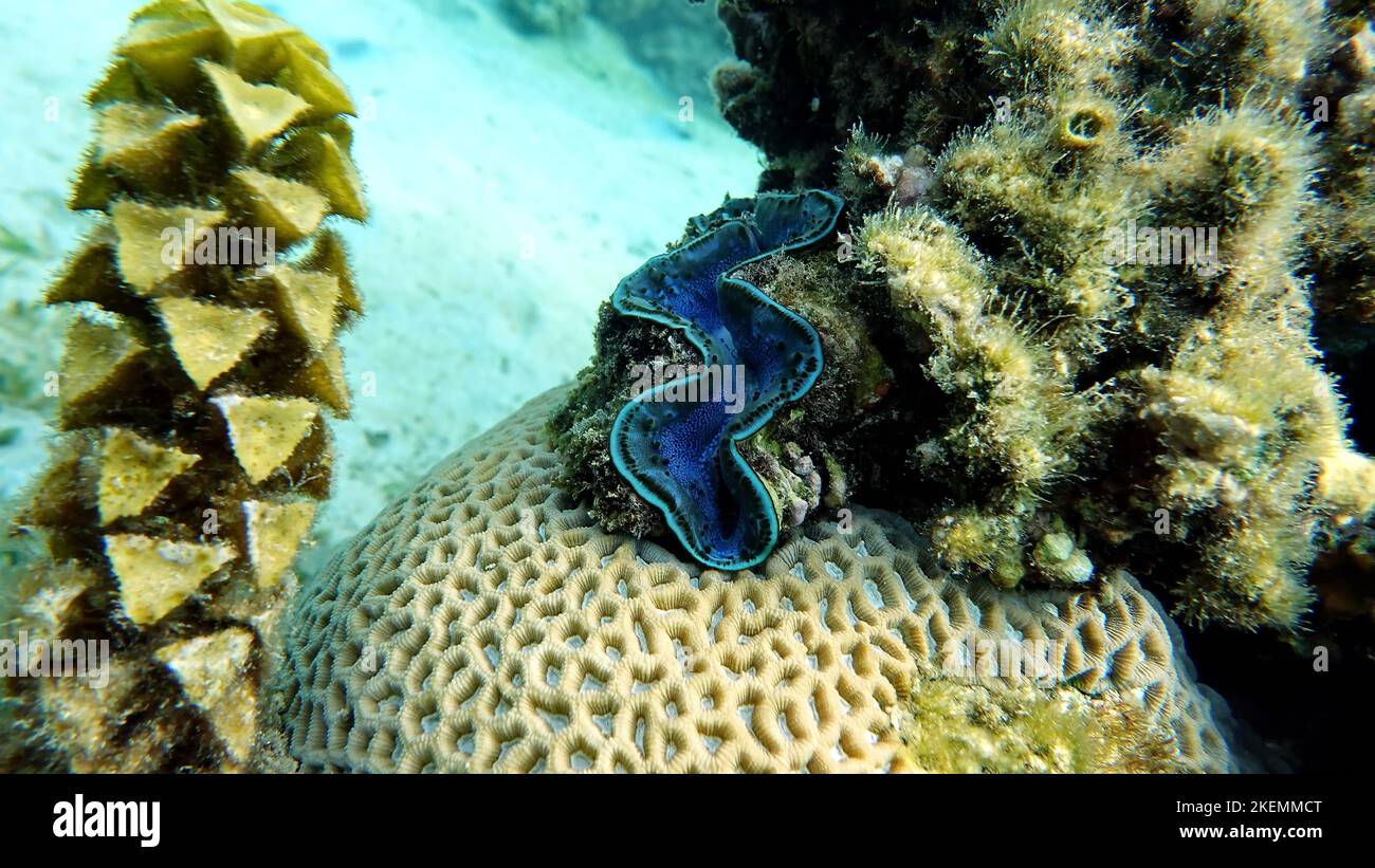 Rugose vongola gigante. Molluschi, tipo Mollusca. Molluschi bivalvi. Famiglia Tridacnidae - Tridacnidae. Grande tridacna. Foto Stock