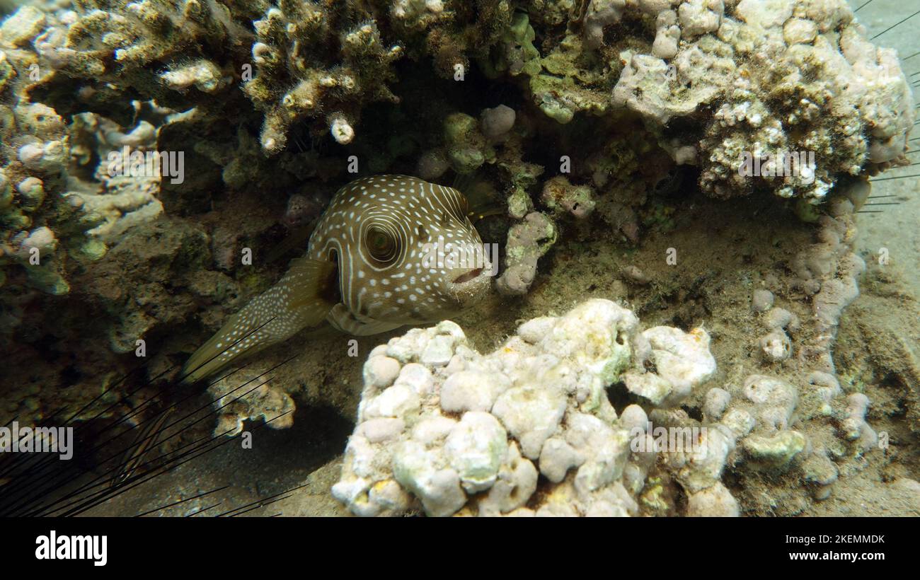 Arothron stellatus - puffer stellato - questo puffer (o arotron), uno dei più grandi del genere del pufferfish, cresce fino a 110 cm. Foto Stock