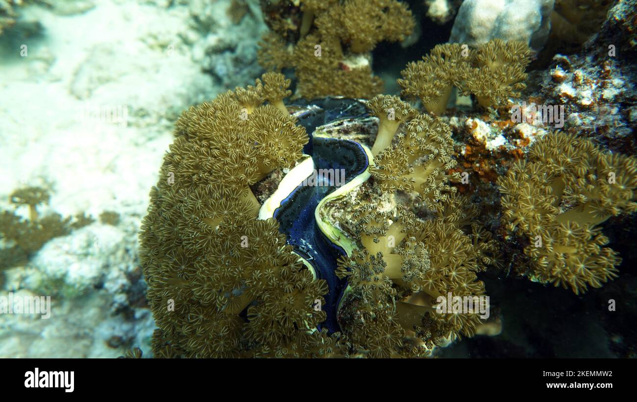 Rugose vongola gigante. Molluschi, tipo Mollusca. Molluschi bivalvi. Famiglia Tridacnidae - Tridacnidae. Grande tridacna. Foto Stock