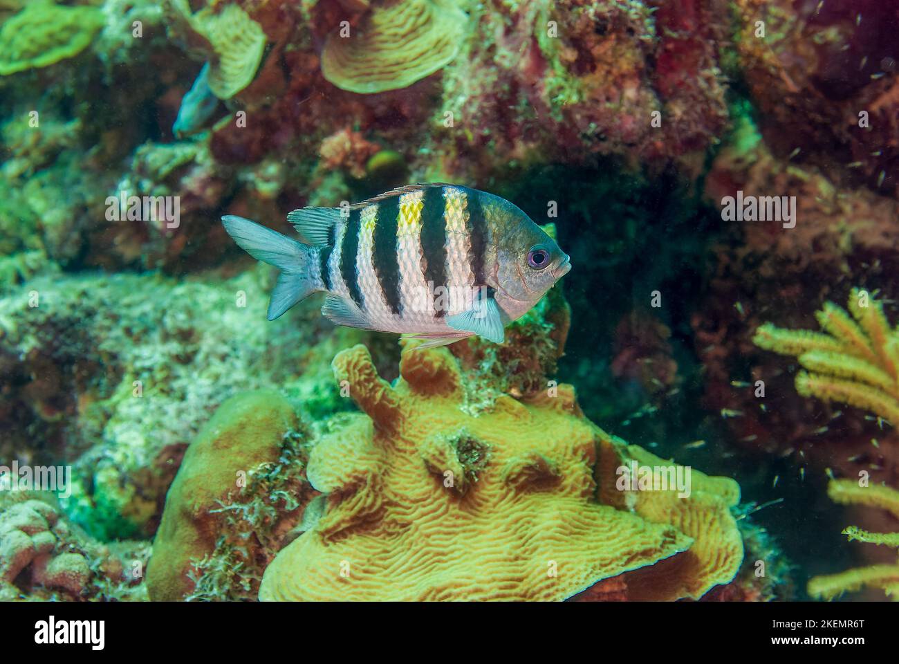 Selvaggio sergente maggiore o Abudefduf saxatilis nuoto sul corallo Foto Stock