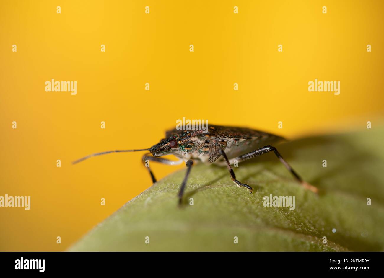 Primo piano di un insetto di foglie marrone seduto su una foglia verde su uno sfondo giallo in natura. Il fuoco è sugli occhi composti dell'insetto. Foto Stock