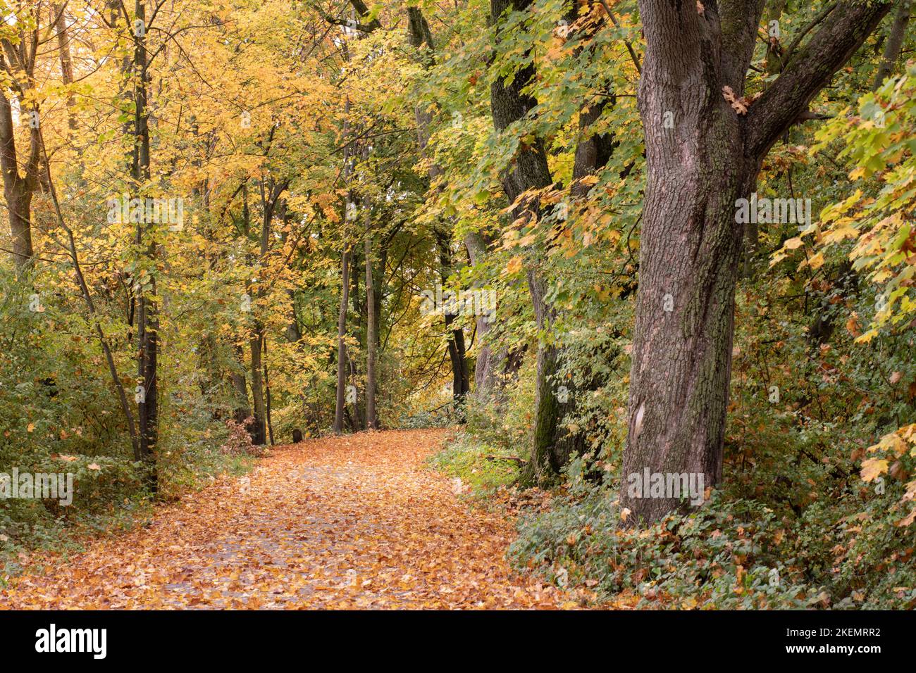 In autunno, un sentiero attraverso la foresta è cosparso di molte foglie gialle. Ci sono foglie morte sugli alberi. Foto Stock