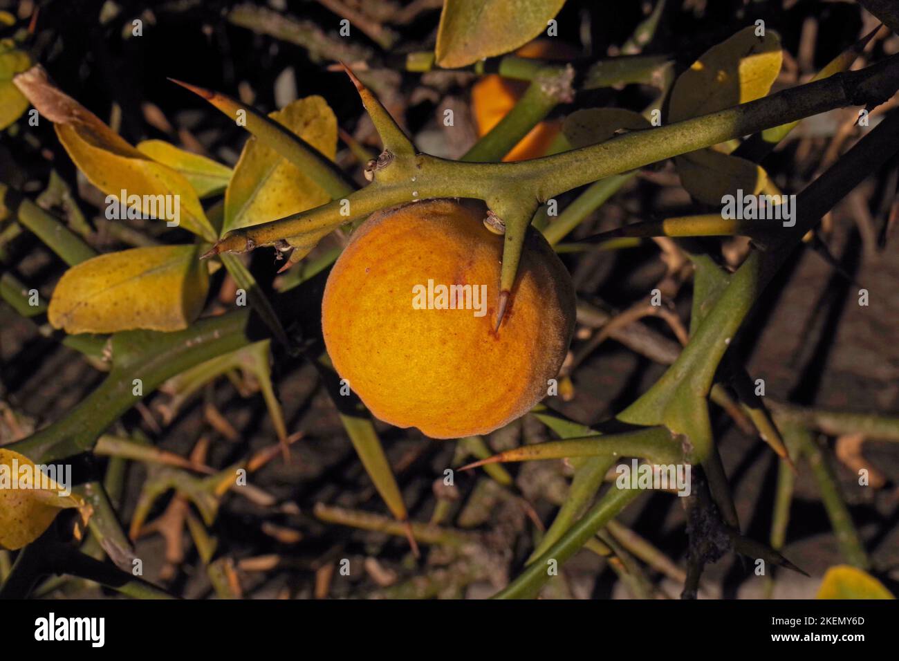 Piccolo ornamento arancio (poncirus trifoliata) Foto Stock