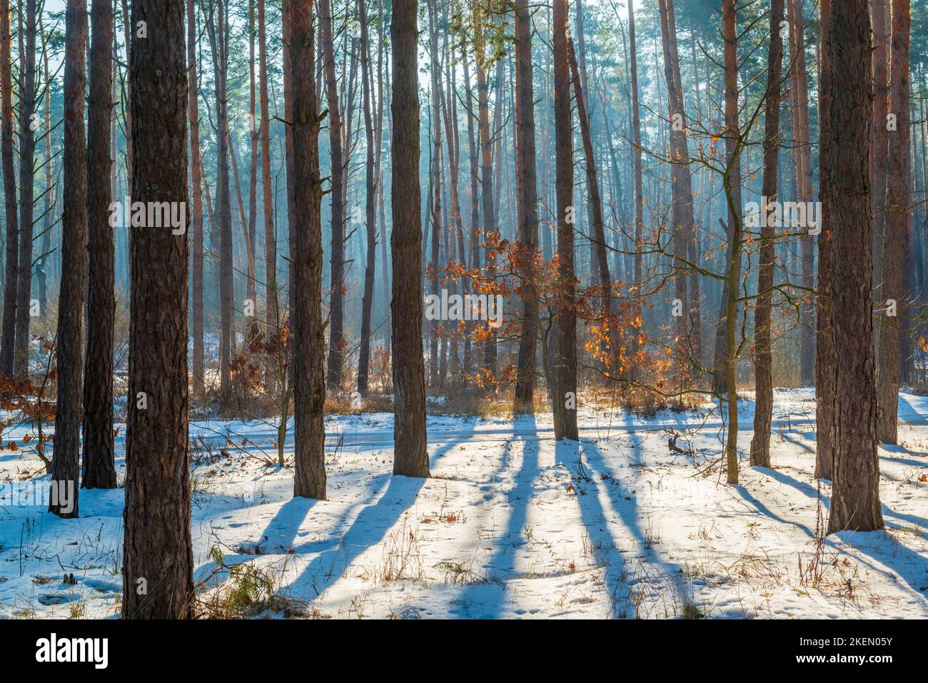Inverno freddo mattina nella foresta. Bella scena invernale Foto Stock