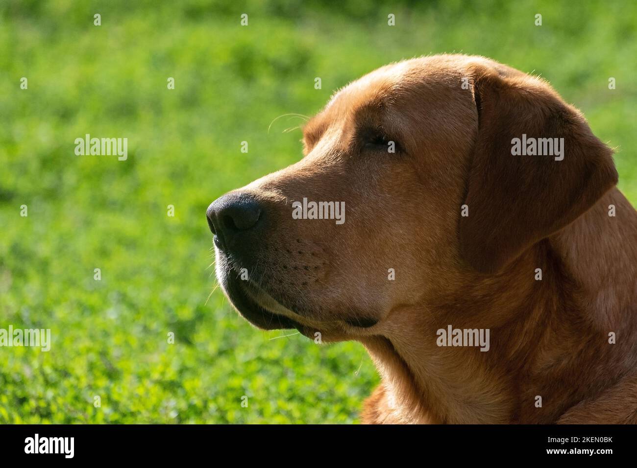 Ritratto del cane Foto Stock