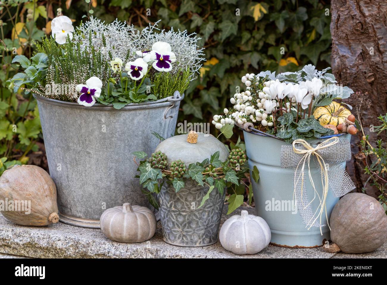 giardino con fiori bianchi autunnali in secchielli vintage e zucche Foto Stock