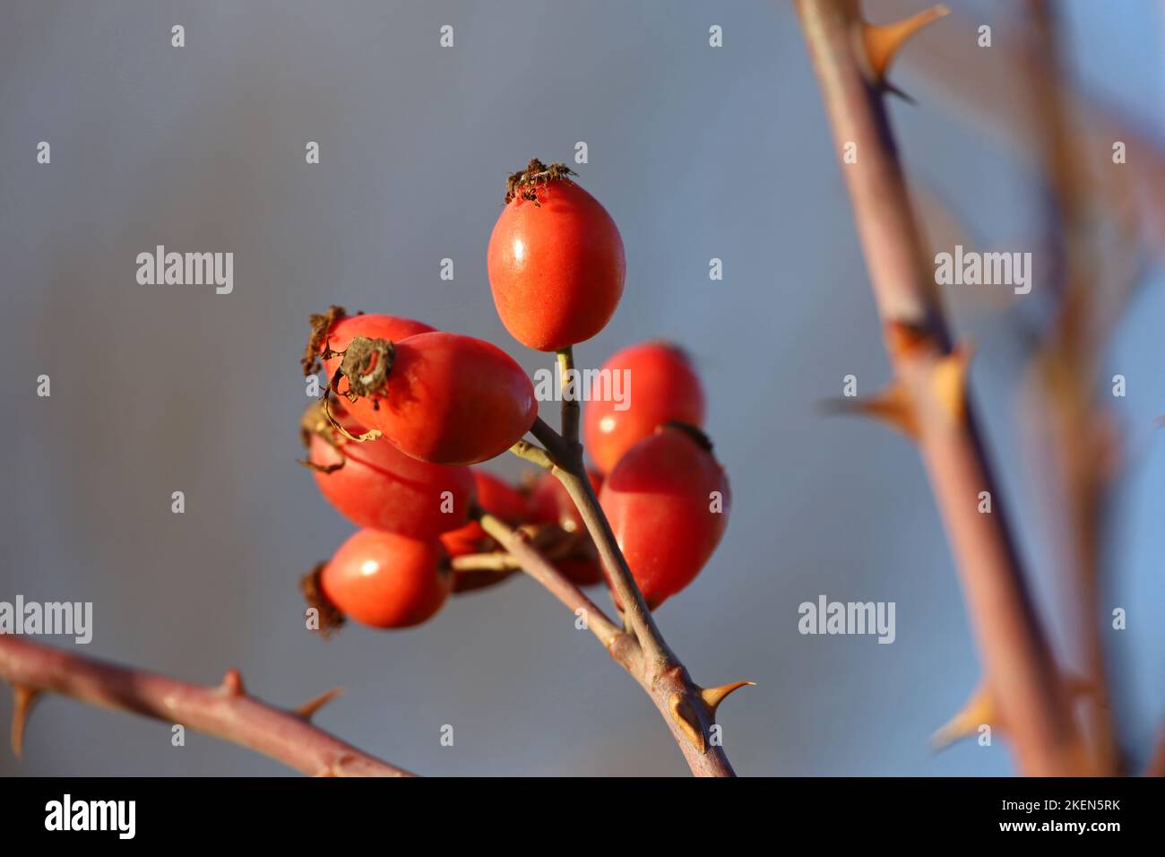 Bacche di rosa matura su un cespuglio. Frutti rossi medicinali di corrotto Foto Stock