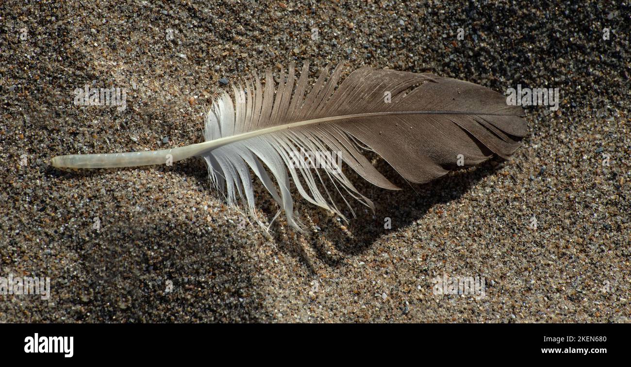 Fotografia a colori di una singola piuma marrone chiaro sulla spiaggia adagiata sulla sabbia tra motivi e texture granulose Foto Stock