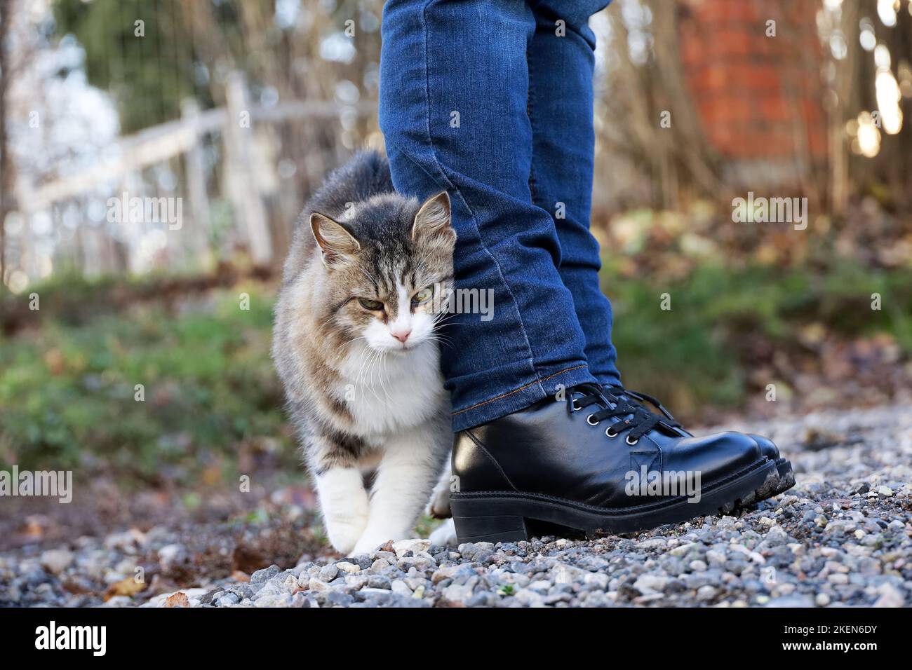 Il gatto sfrega contro le gambe femminili in jeans sulla strada autunnale. PET che si fewning sopra una donna Foto Stock