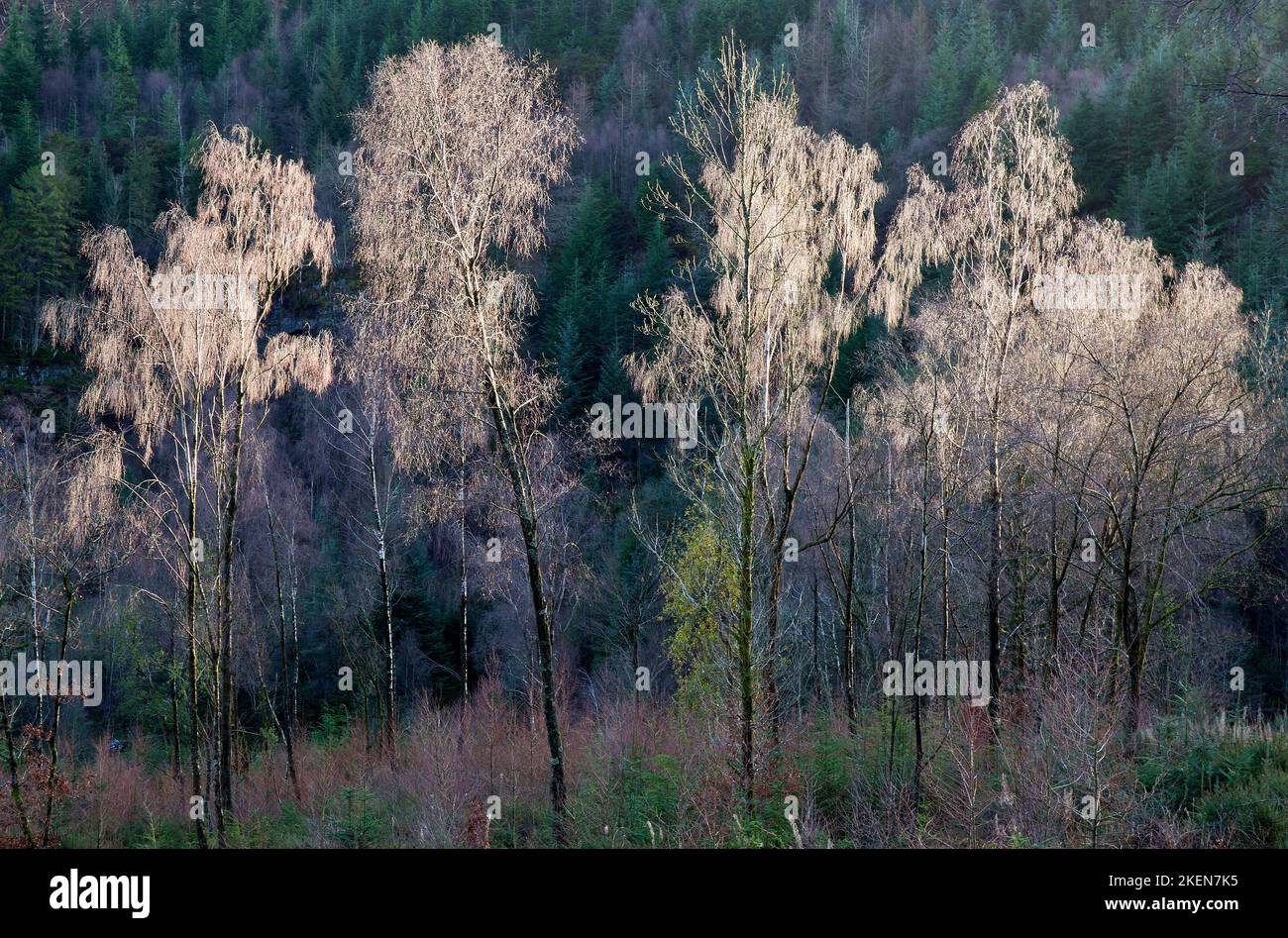 Colore invernale da gambi di betulla rami e fronde nel Gwydyr Forest a Nant Uchaf in inverno il Parco Nazionale Snowdonia Gwynedd Nord Galles U Foto Stock