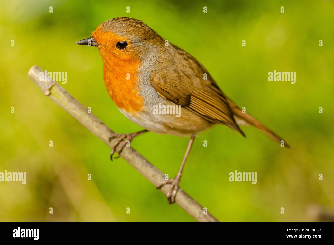 Robin. Robin redbreasts nel Northumberland Regno Unito Foto Stock