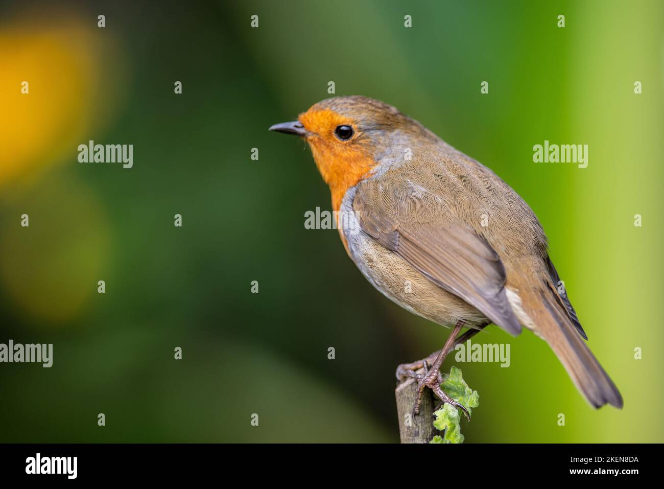 Robin. Robin redbreasts nel Northumberland Regno Unito Foto Stock