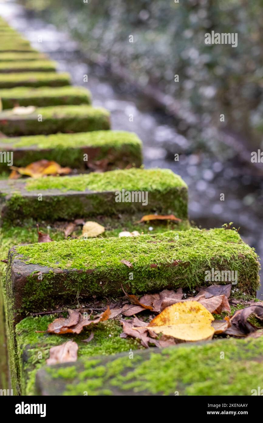 Mattoni ricoperti di muschio corrono lungo l'acqua a Mill Walk, Mill Quay, Wheathampstead, Hertfordshire UK. Foto Stock