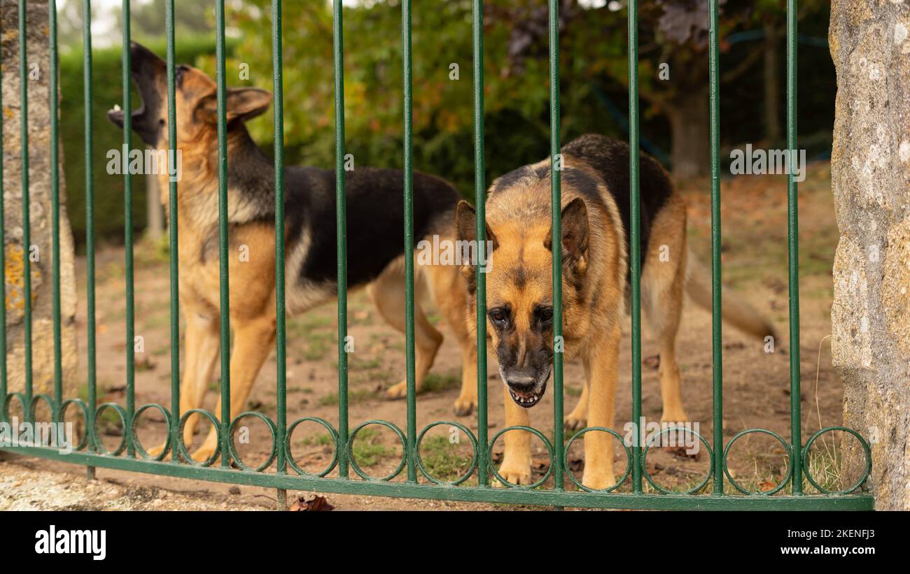 Due cani guardare Foto Stock