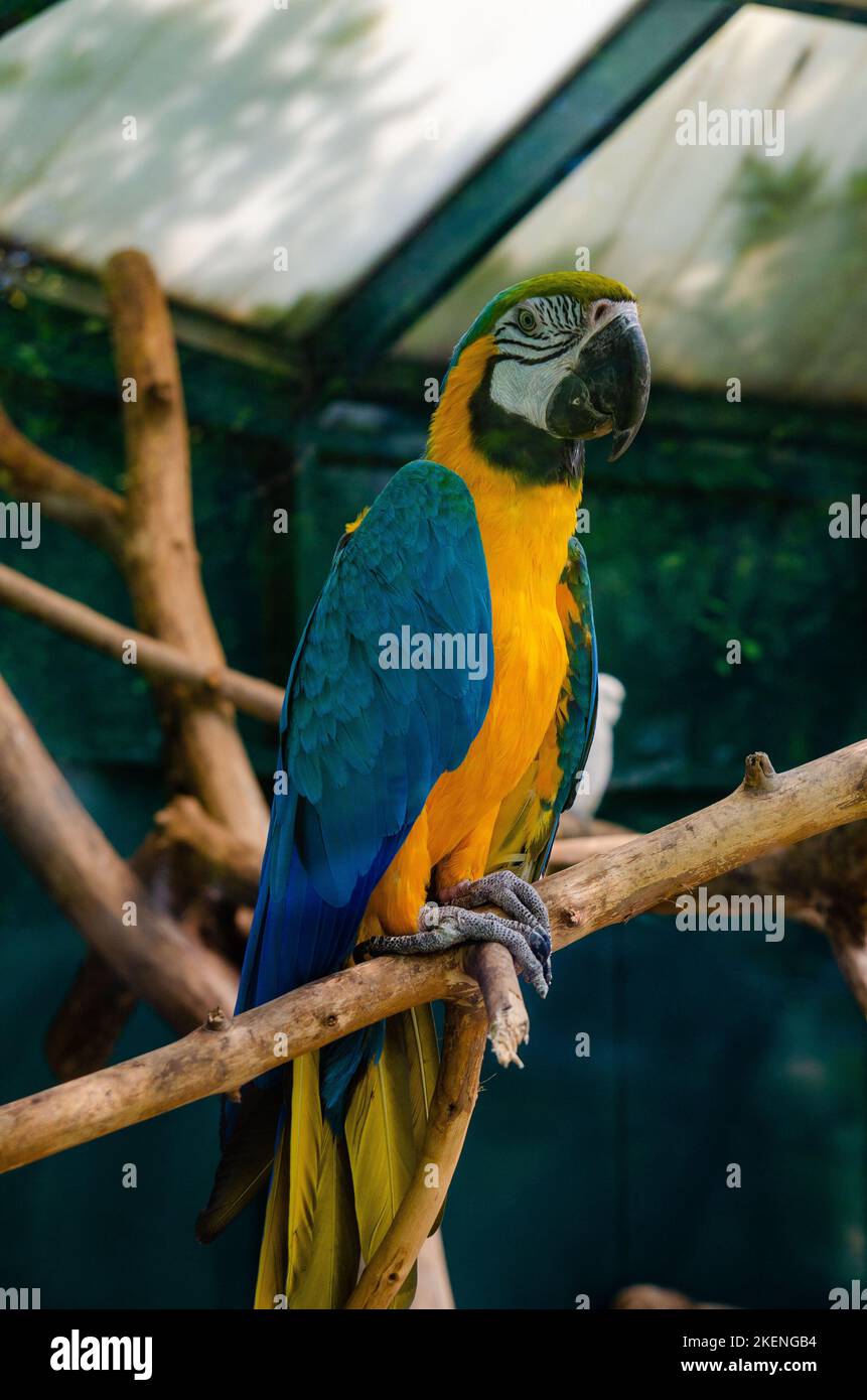 Pappagallo rosso Scarlet Macaw, Ara macao, uccello seduto sul tronco dell'albero pal, Panama. Scena della fauna selvatica dalla foresta tropicale. Bel pappagallo sull'albero verde i Foto Stock