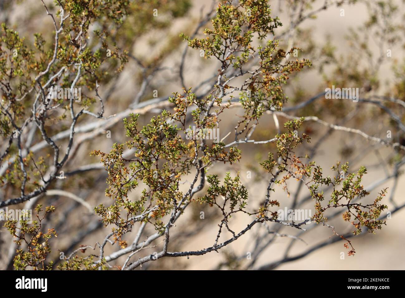 5 Talee Di Larrea Tridentata – Cespuglio Di Creosoto Prostrato – Pianta Aromatica Perenne