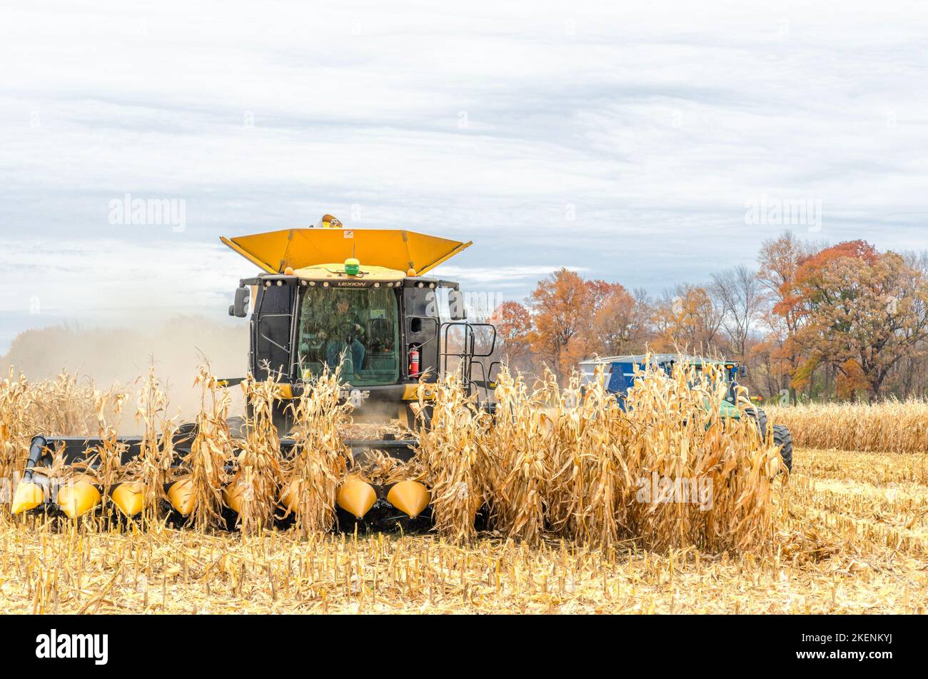 Raccolta di mais. Mietitrebbia Claas Lexion 740. Livingston County. Geneseo, New York Foto Stock