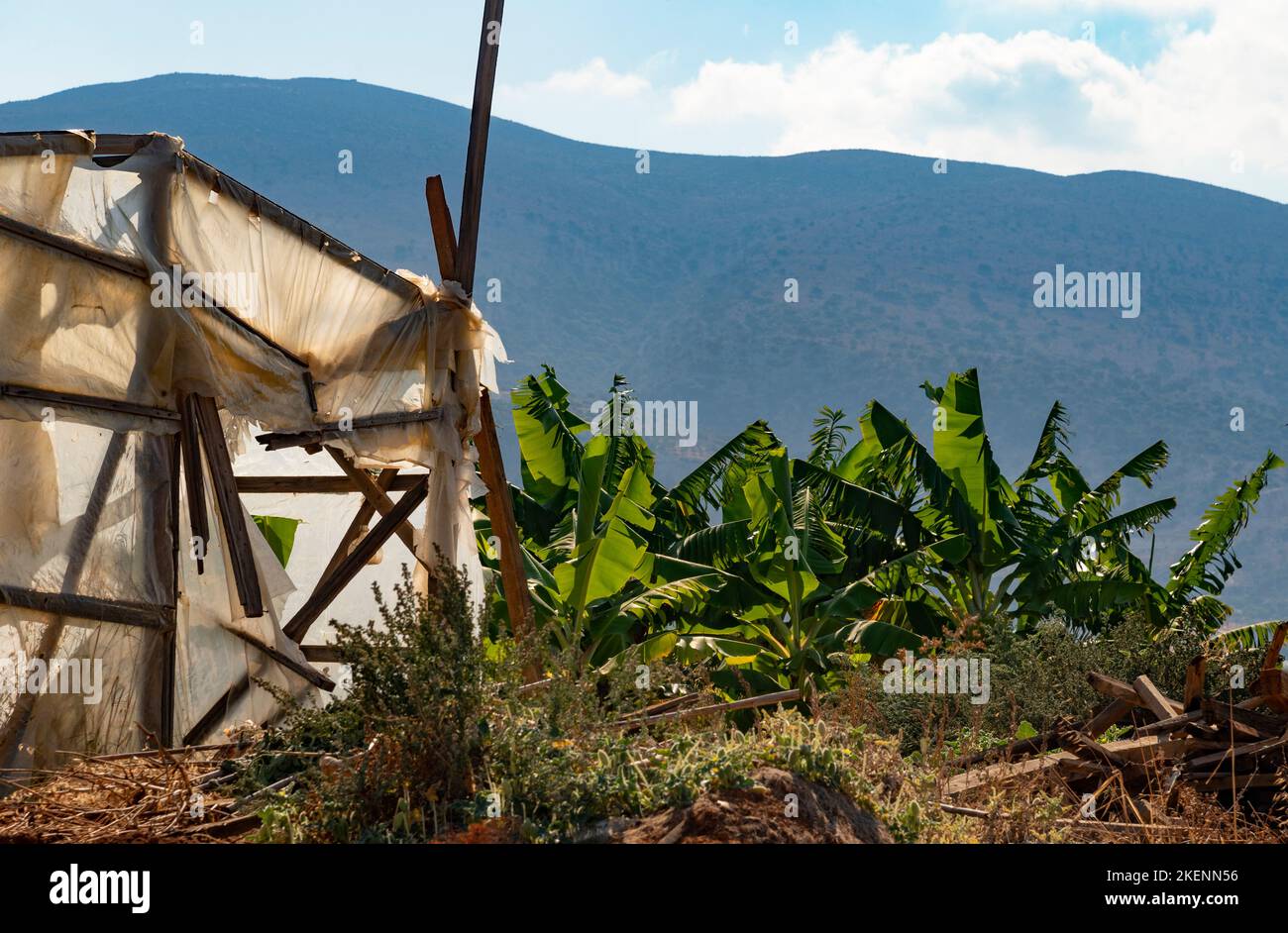 Malia, Creta, Grecia, Europa. 2022. Banane che crescono nella zona di Malia di Creta alcuni sotto plastica. Foto Stock