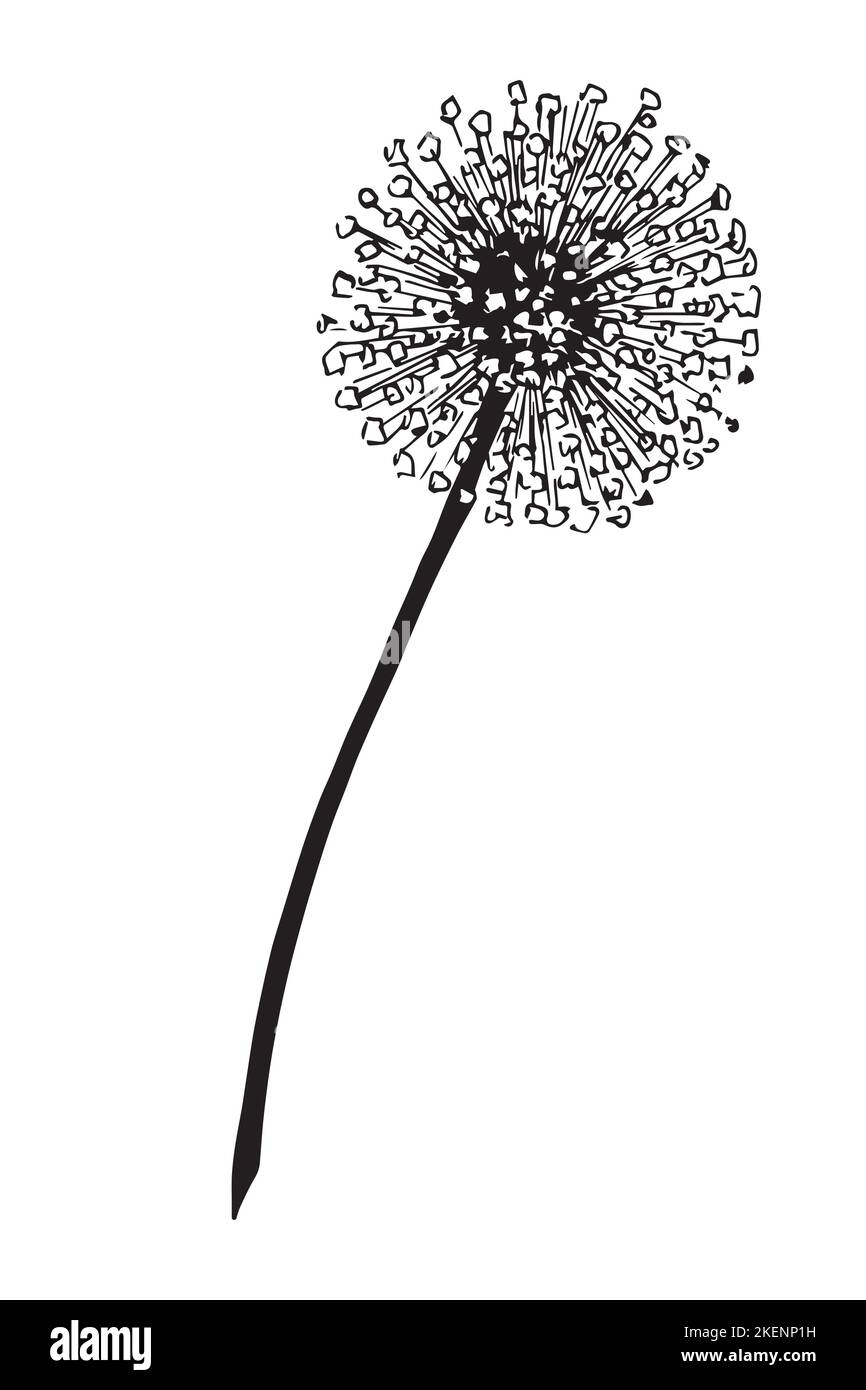 Dente di leone fiore. Illustrazione disegnata a mano su una pianta soffice in stile contorno. Disegno botanico per il saluto o biglietto da visita in bianco e nero su sfondo isolato. Schizzo di Doodle. Illustrazione Vettoriale