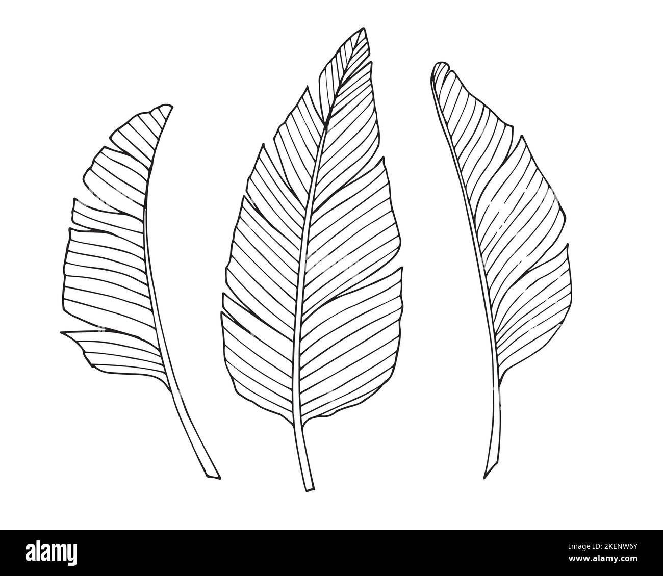 Set di foglie di palma in stile Line art. Illustrazione disegnata a mano del vettore con rami di albero tropicale. Schizzo con foglia esotica nei colori bianco e nero Illustrazione Vettoriale