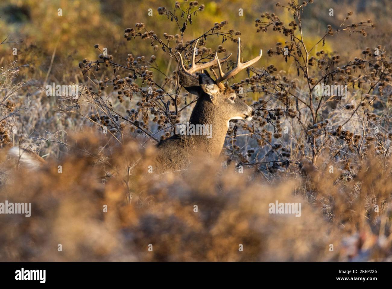 Cervi dalla coda bianca (Odocoileus virginianus) in autunno Foto Stock