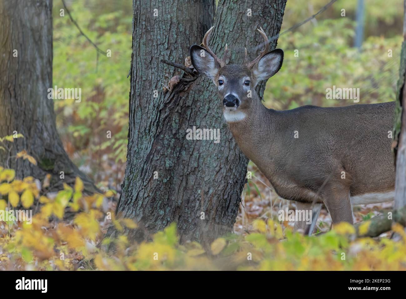 Cervi dalla coda bianca (Odocoileus virginianus) in autunno Foto Stock