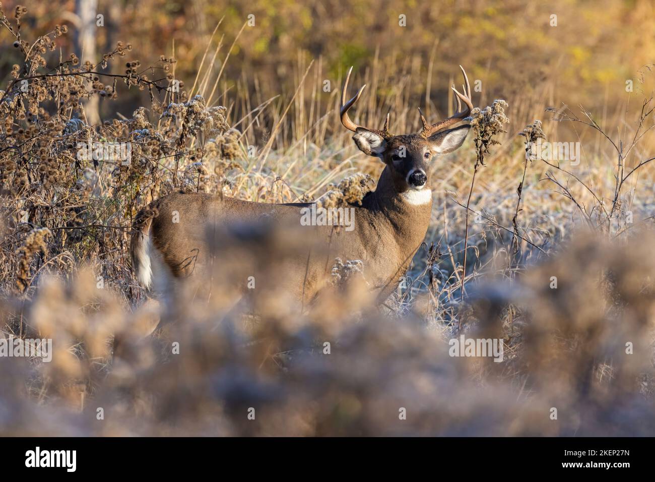 Cervi dalla coda bianca (Odocoileus virginianus) in autunno Foto Stock