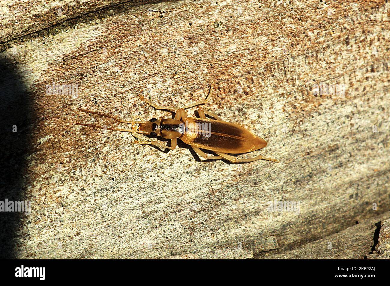 Coleottero costiero (Thelyphassa sp.) Foto Stock